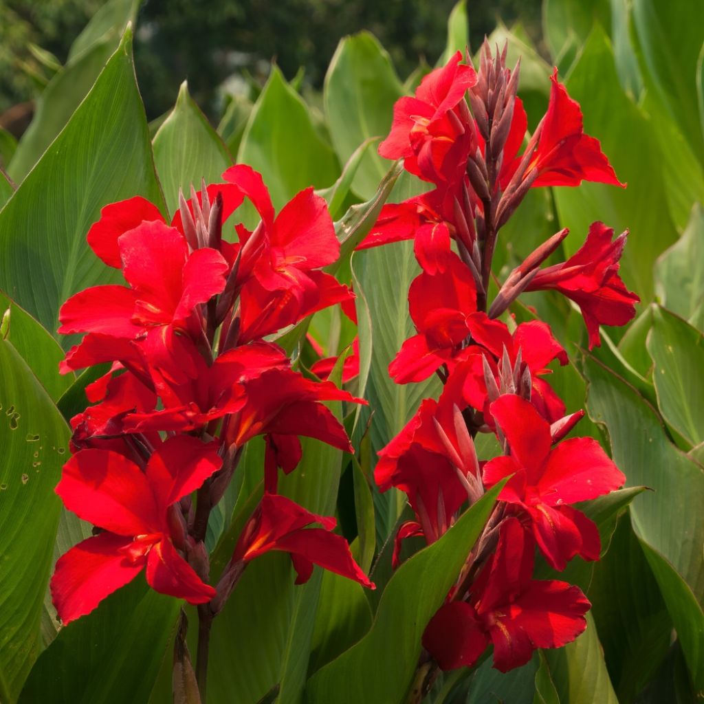 Canna Firebird - Balisier rouge vermillon