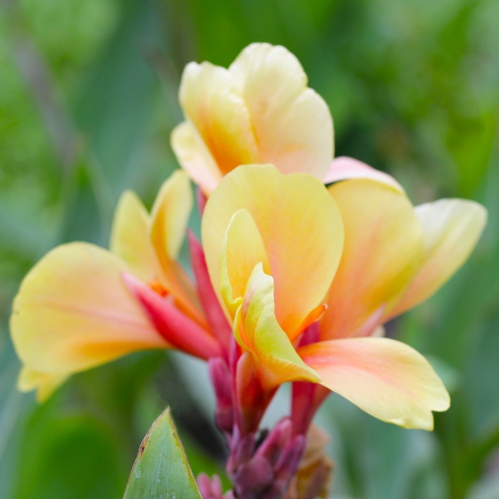 Canna Louis Cottin - Balisier nain jaune abricot, feuillage pourpre