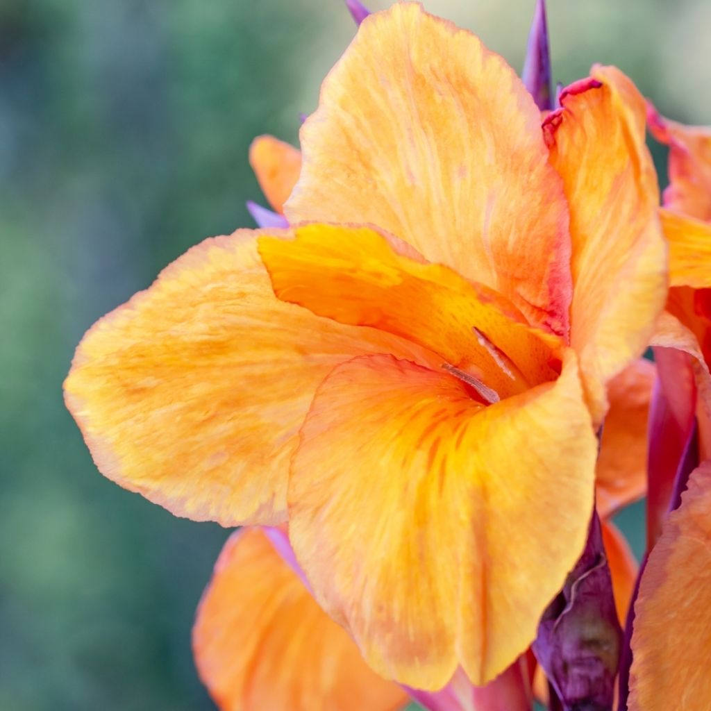 Canna Louis Cottin - Balisier nain jaune abricot, feuillage pourpre