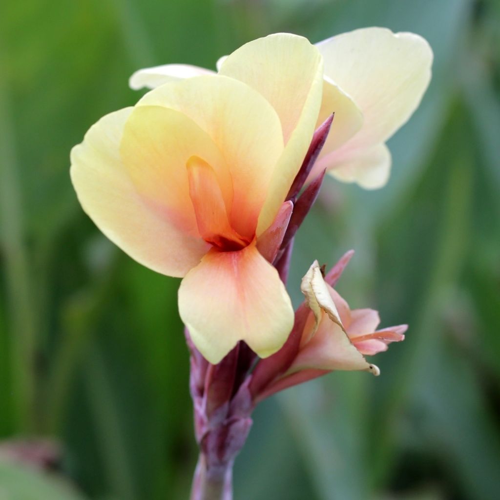 Canna Louis Cottin - Balisier nain jaune abricot, feuillage pourpre
