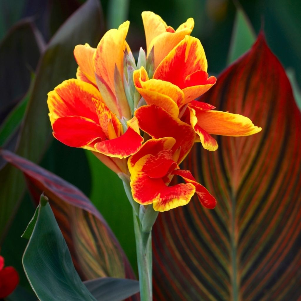 Canna Lucifer - Balisier nain à fleurs rouge liséré de jaune d'or et à feuillage vert moyen.
