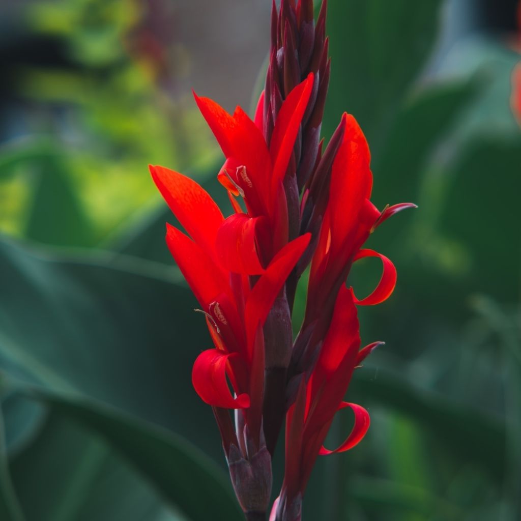 Canna Red Wine - Balisier