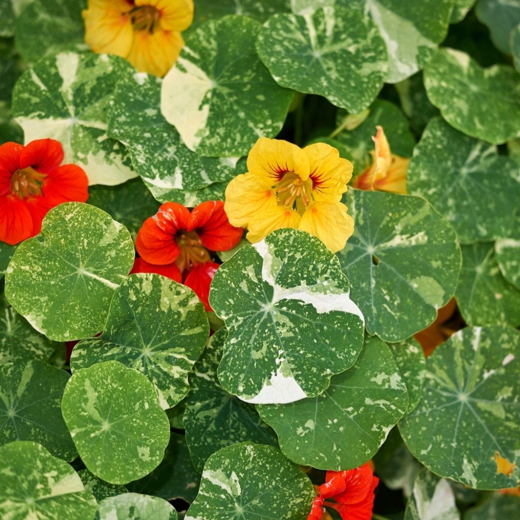 Graines de Capucine naine Alaska en mélange - Tropaeolum majus