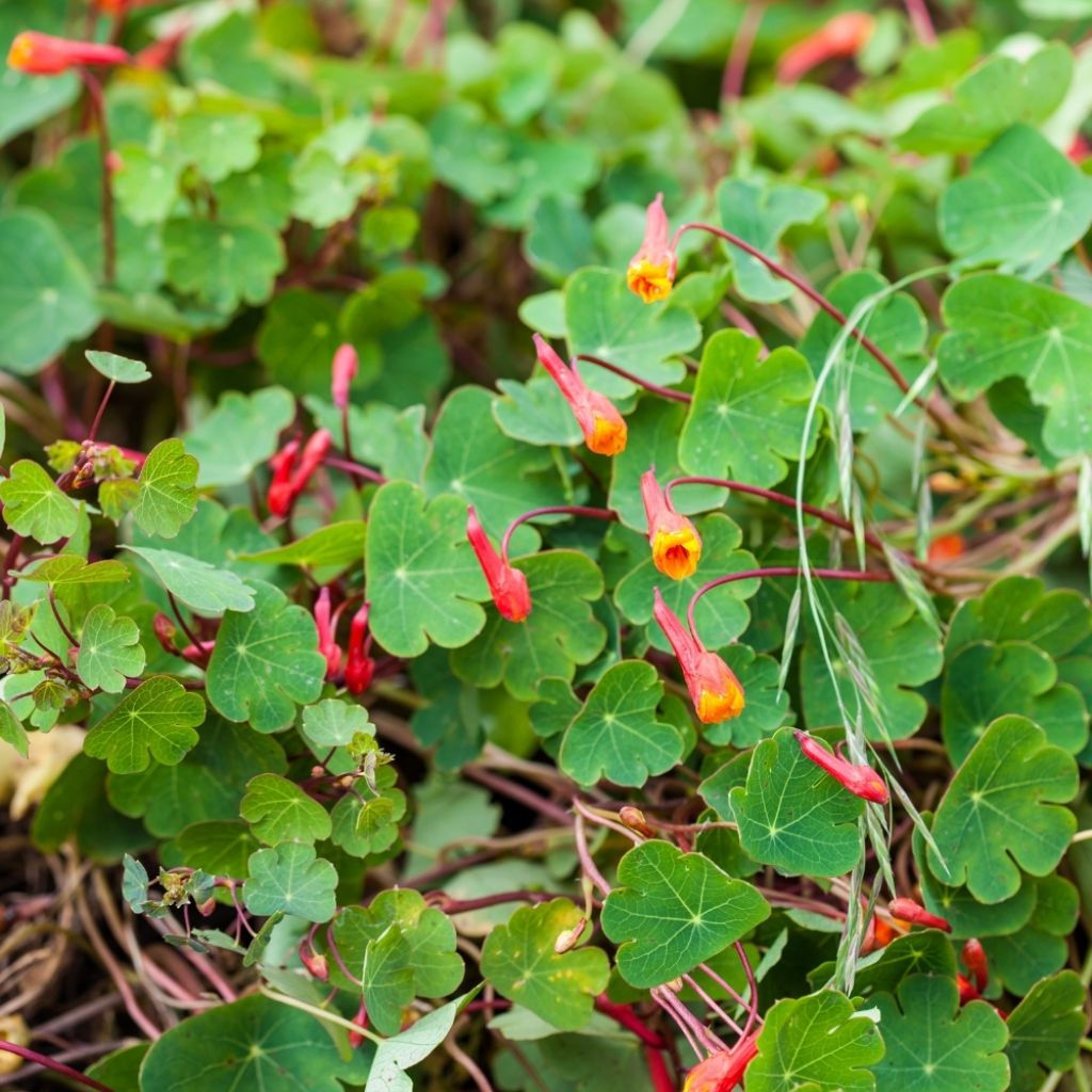 Capucine tubéreuse - Tropaeolum tuberosum