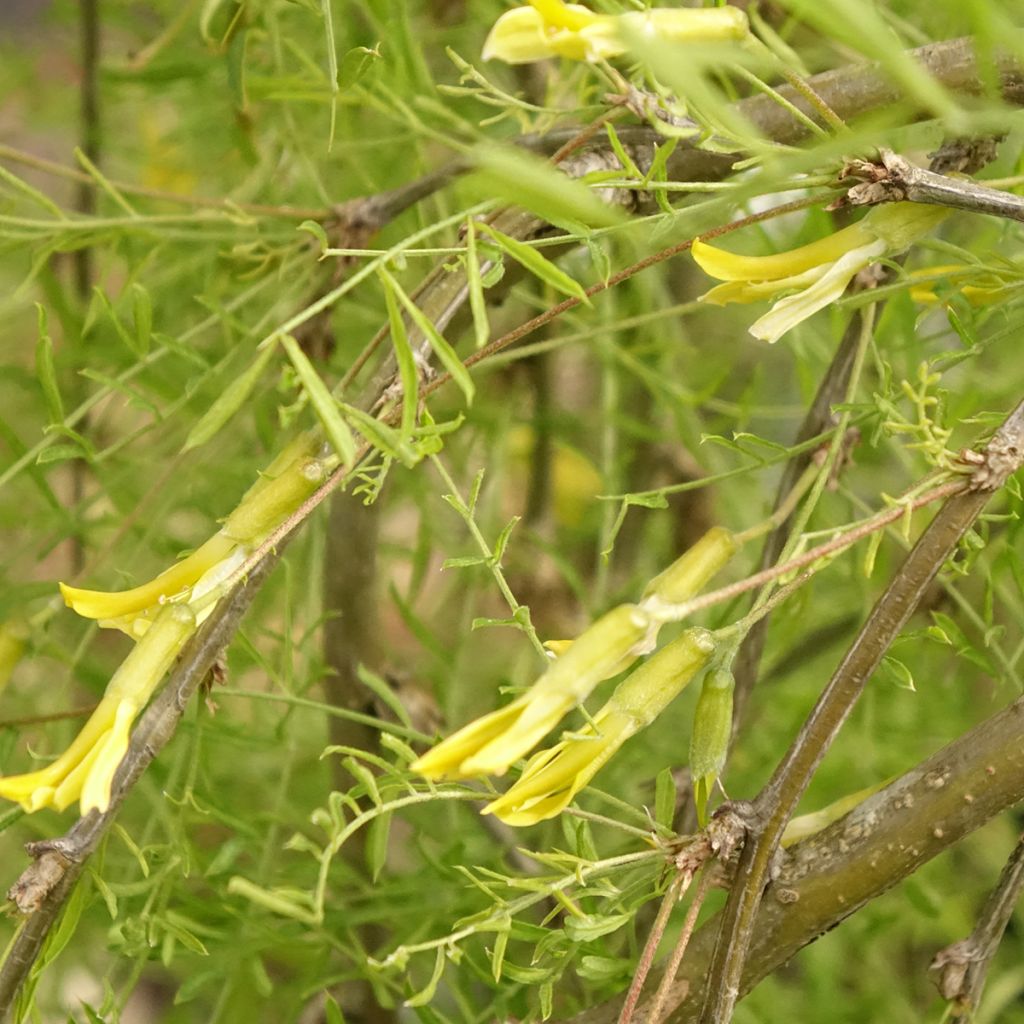 Caragana arborescens Walker - Caraganier de Sibérie pleureur