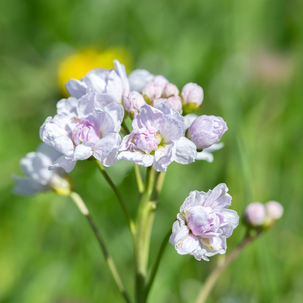 Cardamine pratensis Flore Pleno, Cresson des près