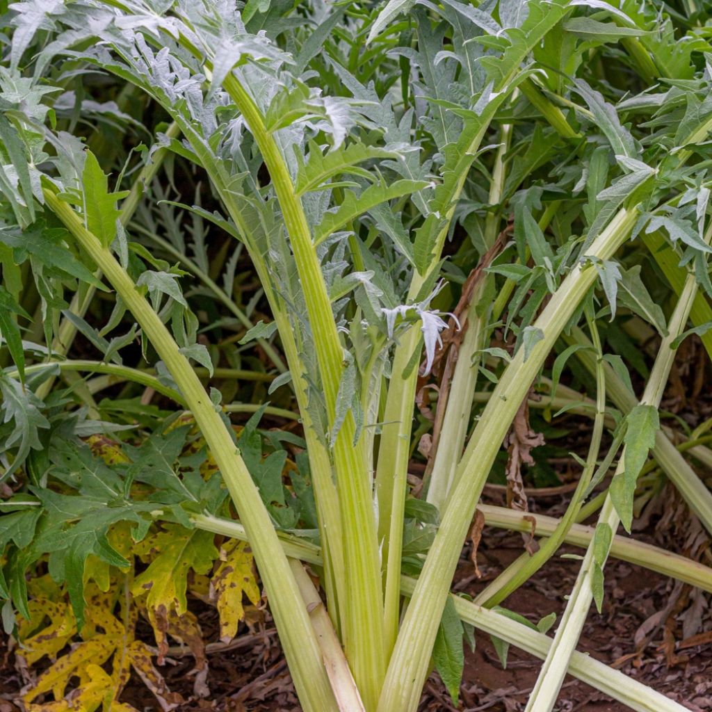 Cardon plein blanc inerme - Cynara cardunculus