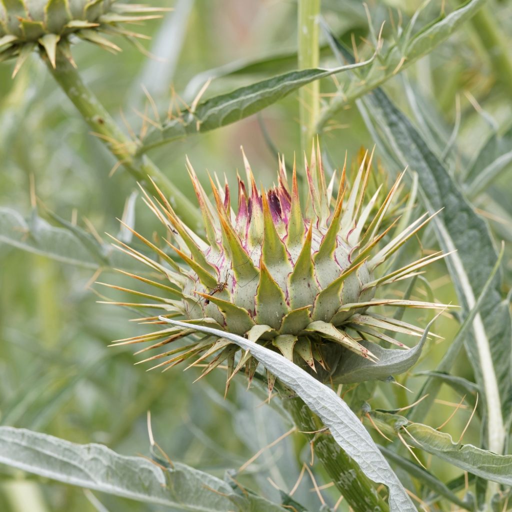 Cardon plein blanc inerme - Cynara cardunculus