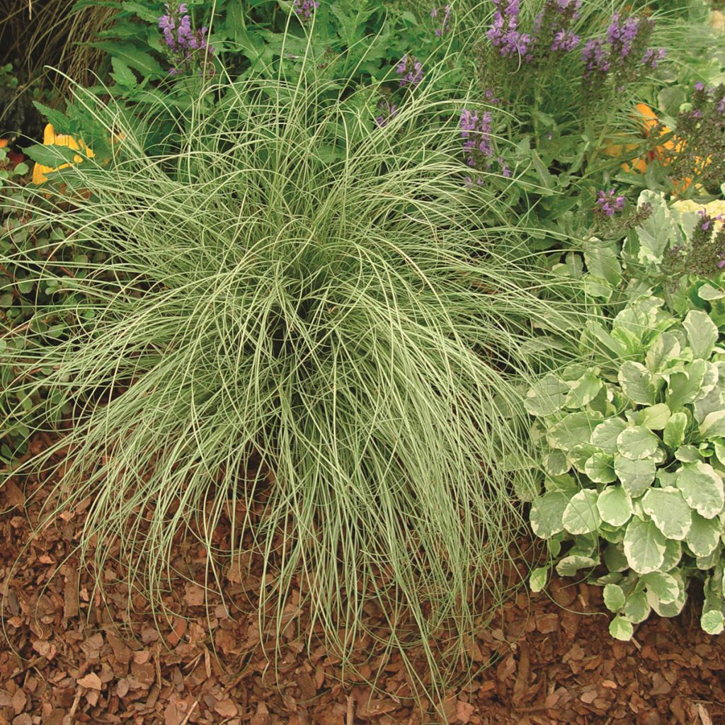 Carex comans Amazon Mist - Laîche de Nouvelle-Zélande