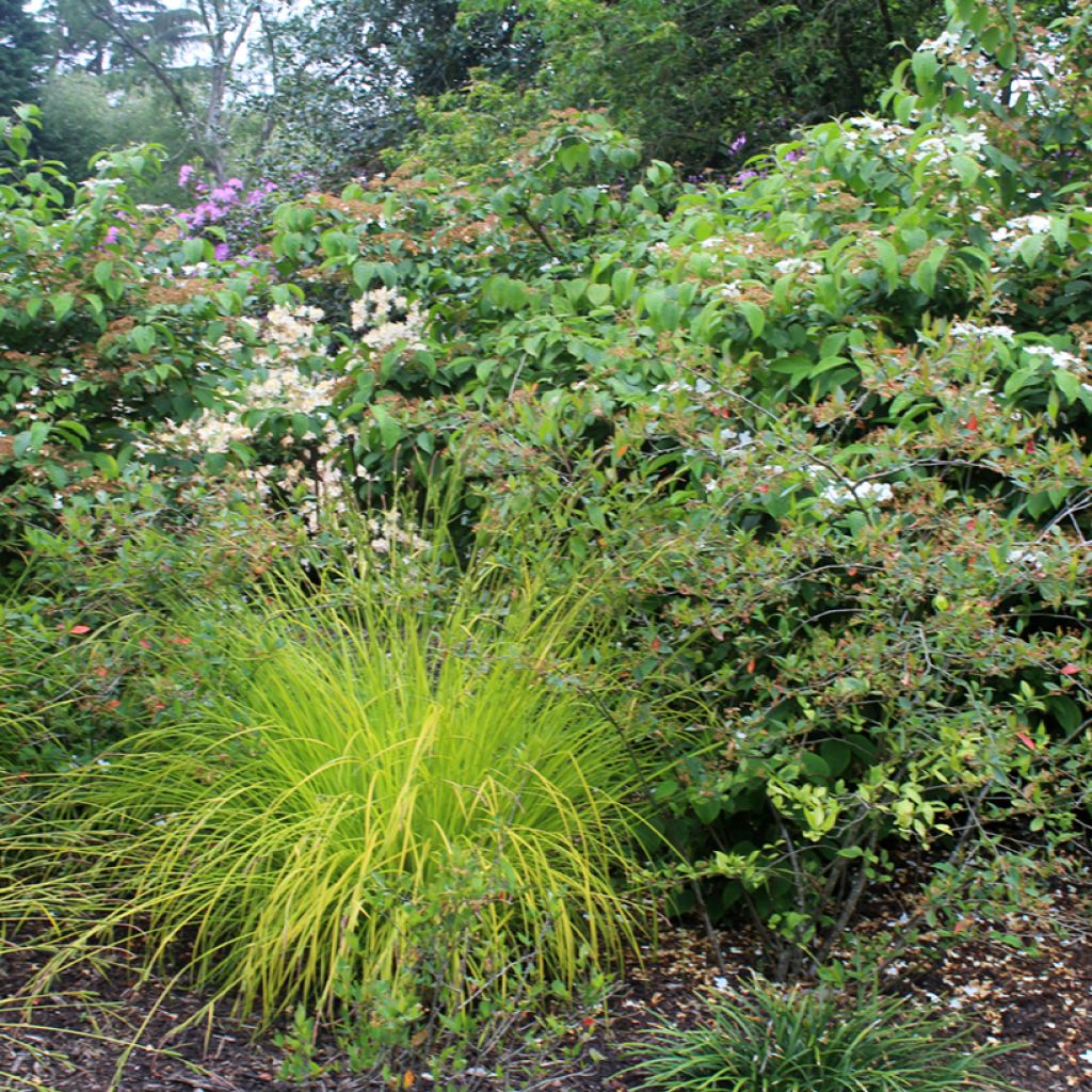 Carex elata Aurea - Laîche dorée
