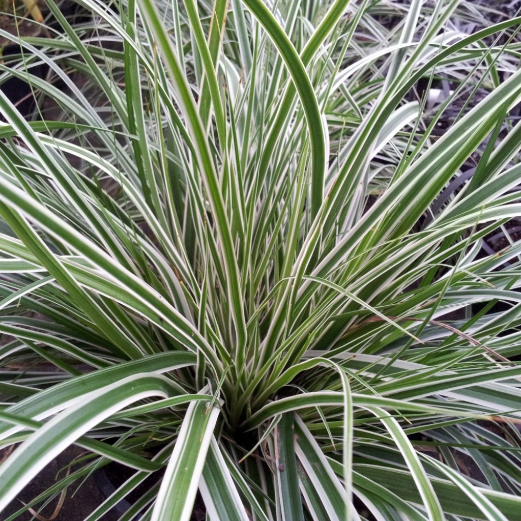 Carex oshimensis Everest® - Laîche d'Oshima