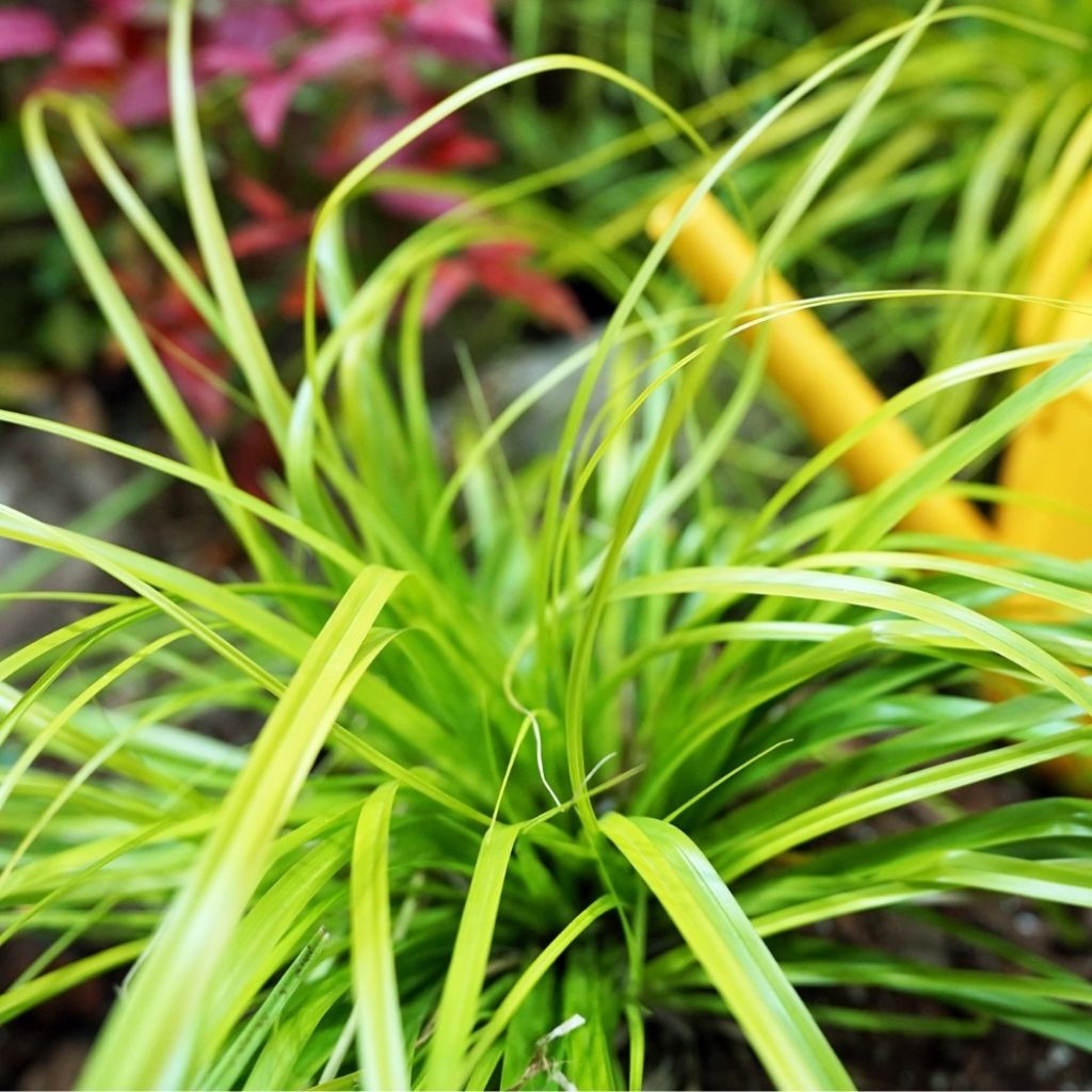 Carex oshimensis Everillo - Laîche d'Oshima