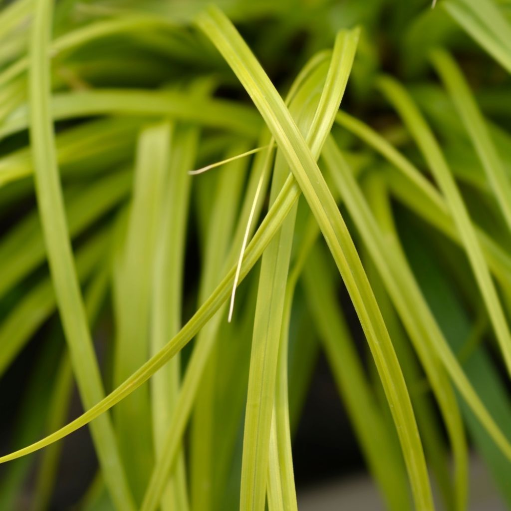 Carex oshimensis Everillo - Laîche d'Oshima
