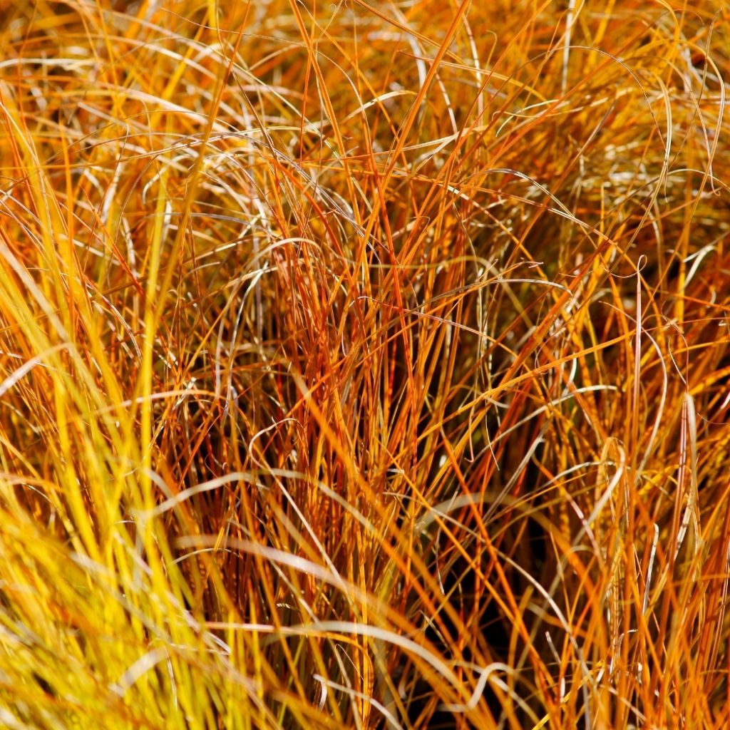 Carex testacea Prairie Fire - Laîche orange