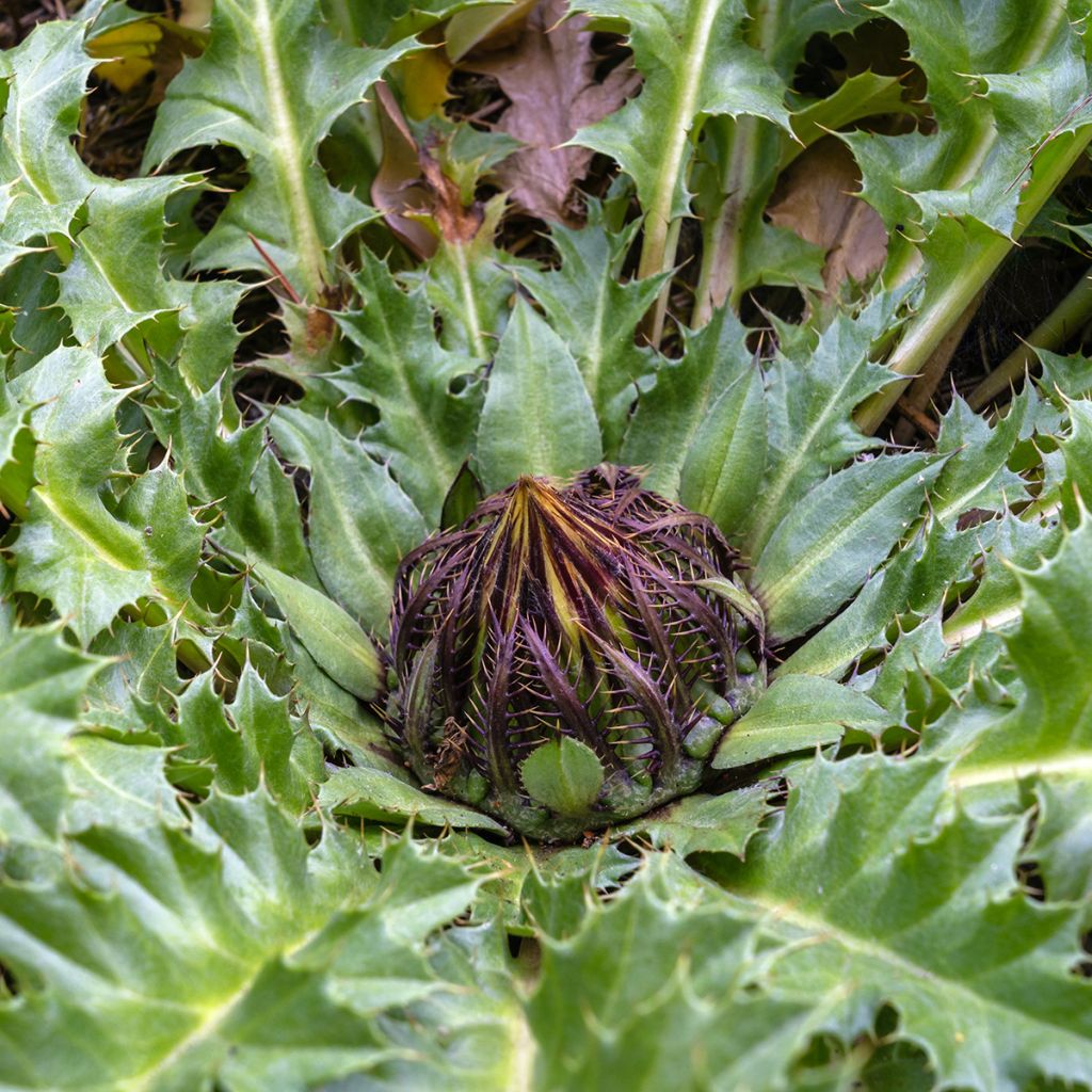 Carlina acanthifolia - Carline à feuilles d'acanthe