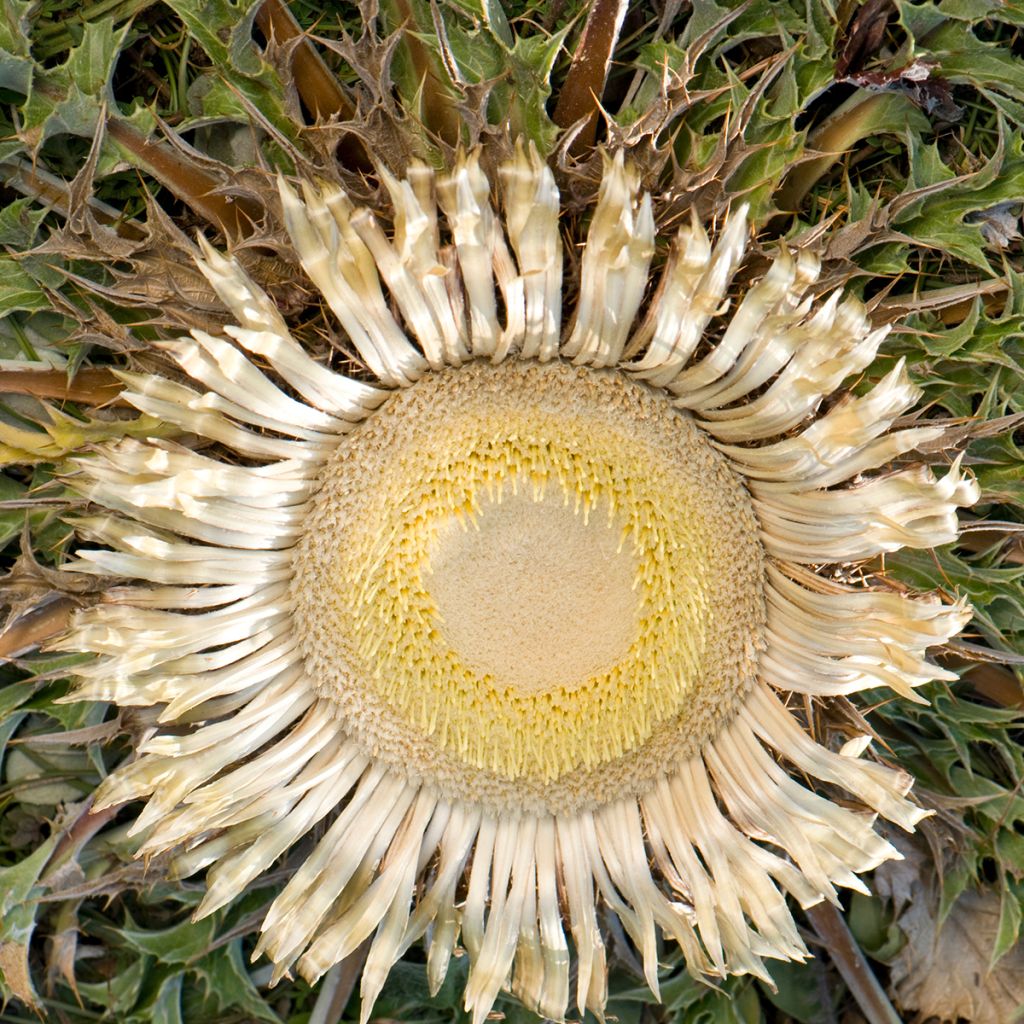 Carlina acanthifolia - Carline à feuilles d'acanthe