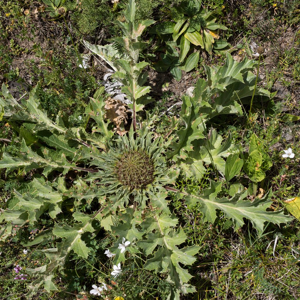 Carlina acanthifolia - Carline à feuilles d'acanthe