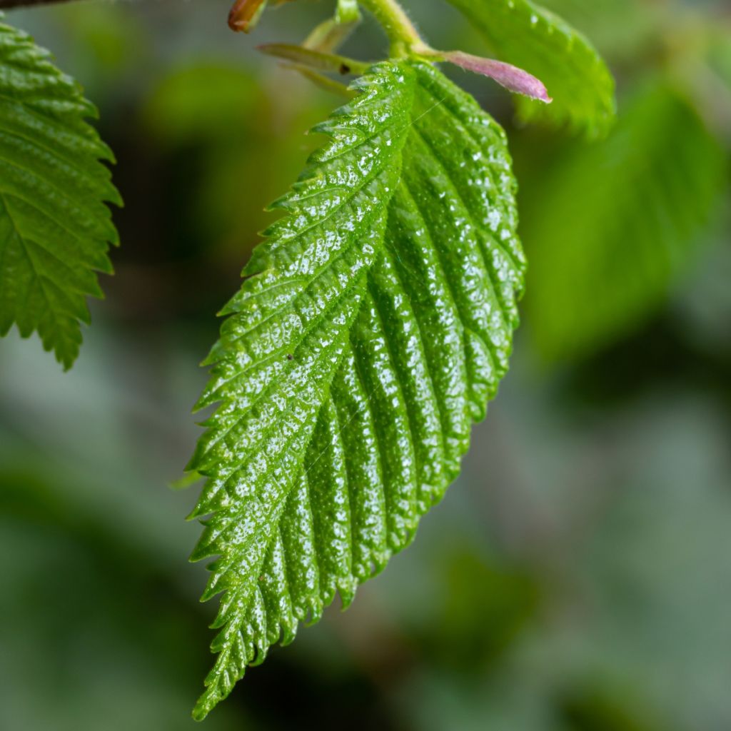 Carpinus betulus - Charme commun, Charmille 