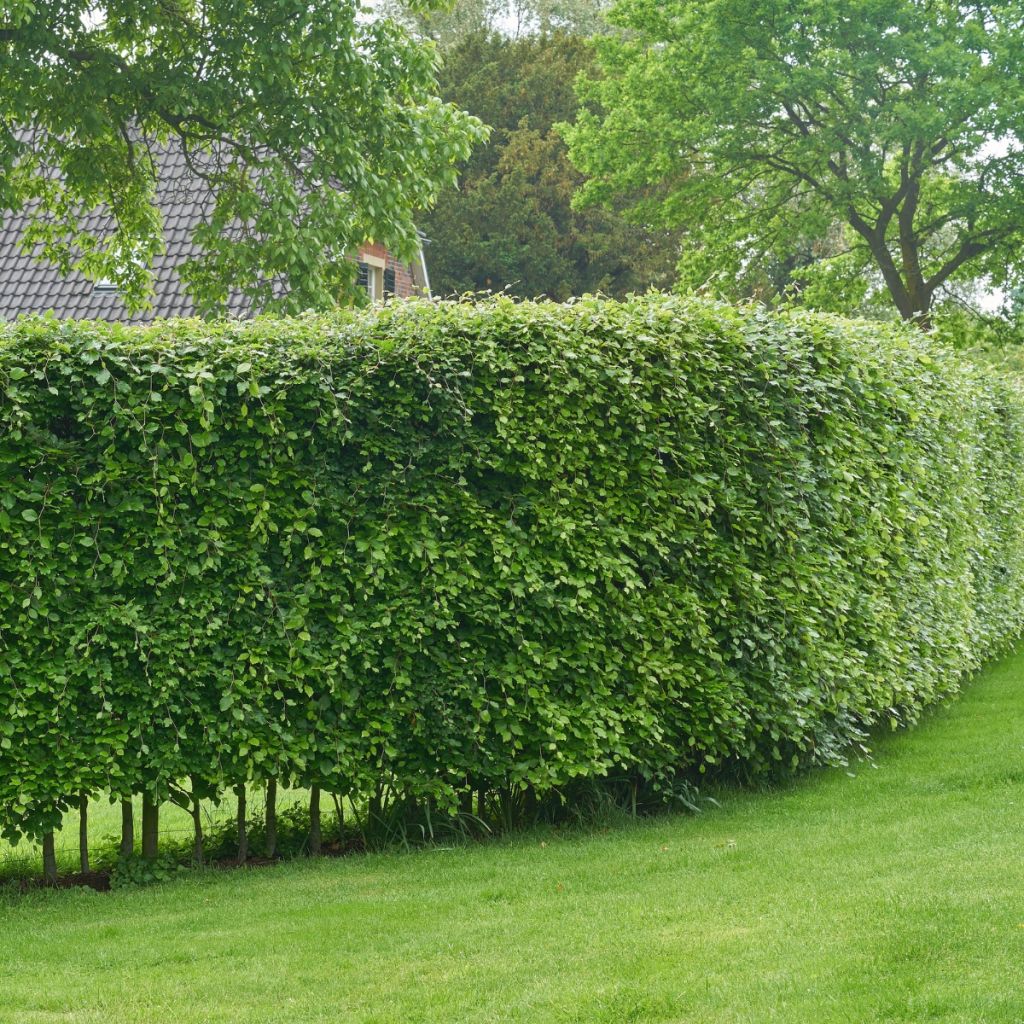 Carpinus betulus - Charme commun, Charmille 