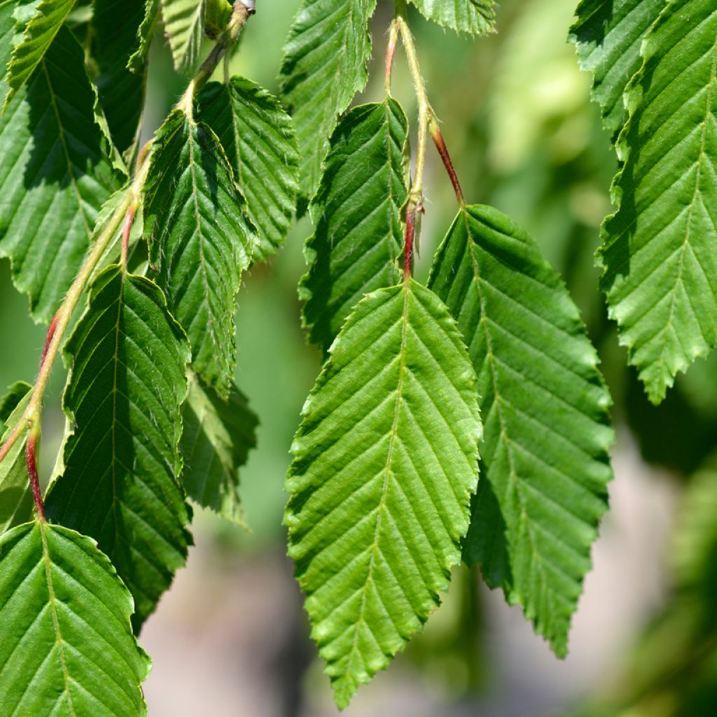 Carpinus betulus Pendula - Charme commun pleureur