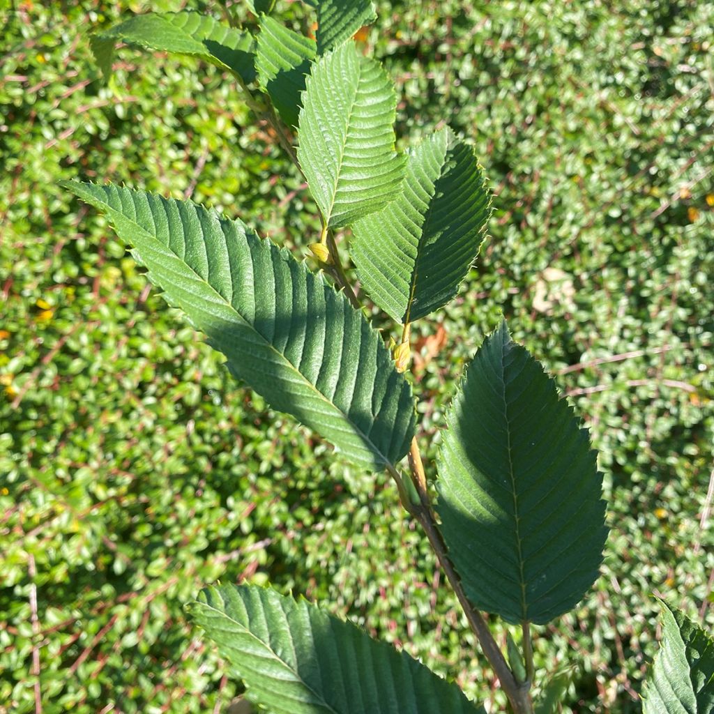 Carpinus japonica Chinese Lantern - Charme du Japon