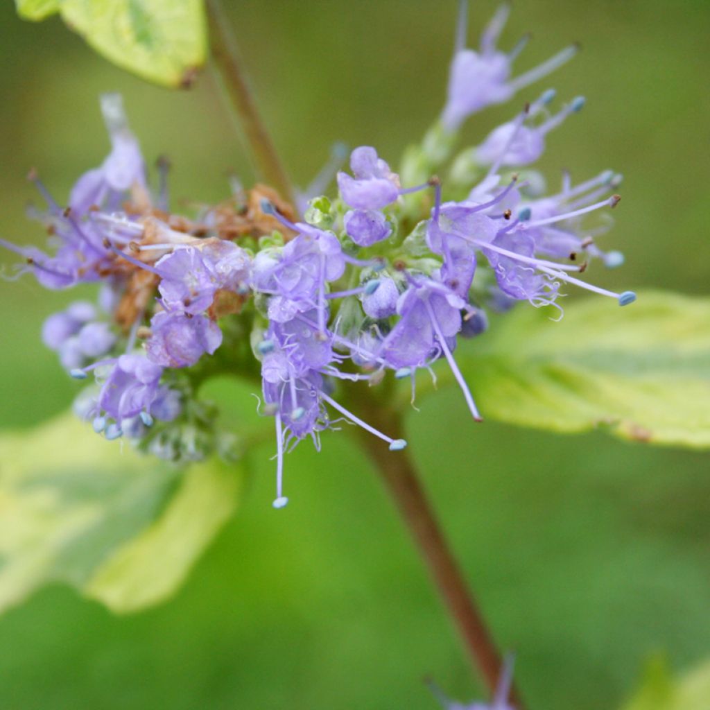 Caryopteris Summer Sorbet® - Spirée Bleue, Barbe-bleue