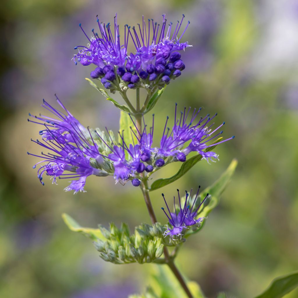 Caryopteris clandonensis Kew Blue - Spirée bleue