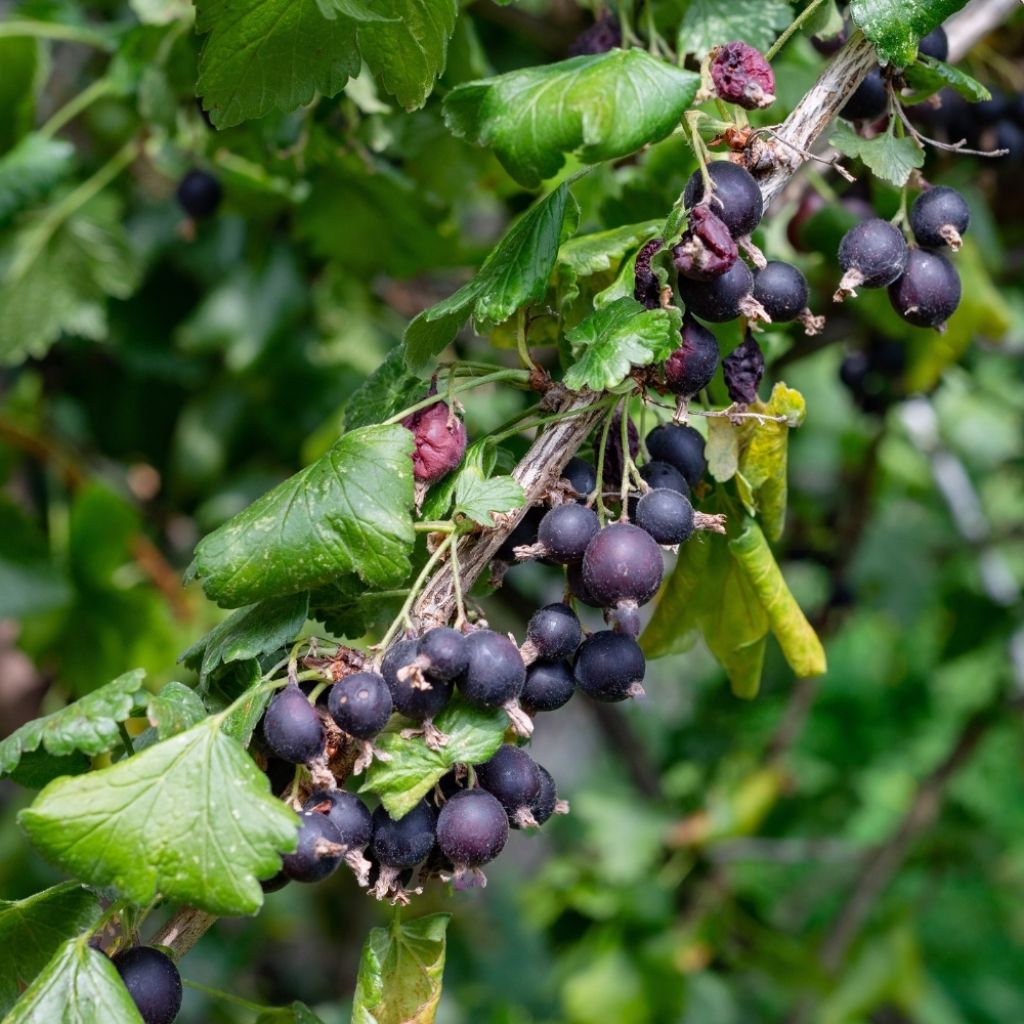 Casseiller Jostaberry - Ribes x nidigrolaria