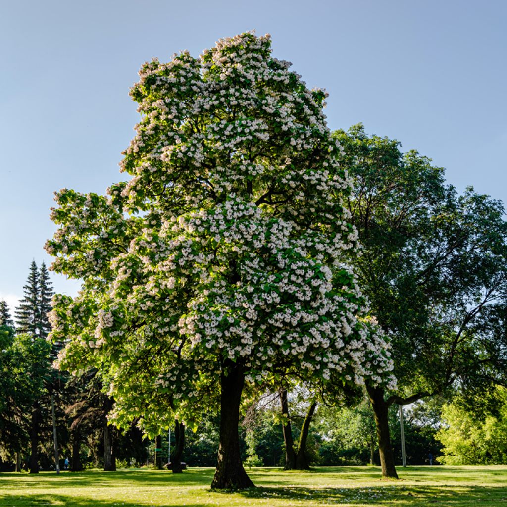 Catalpa bignonioides - Catalpa commun