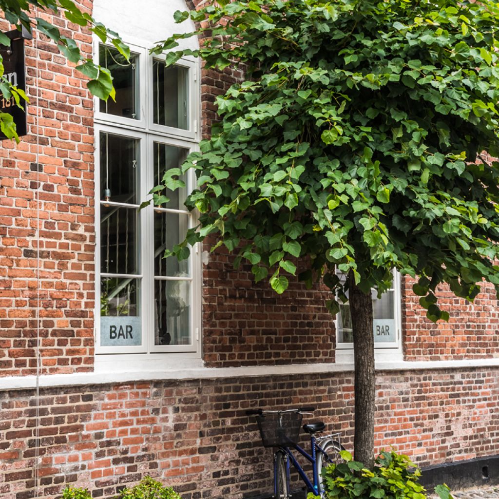 Catalpa bignonioides Nana - Catalpa boule