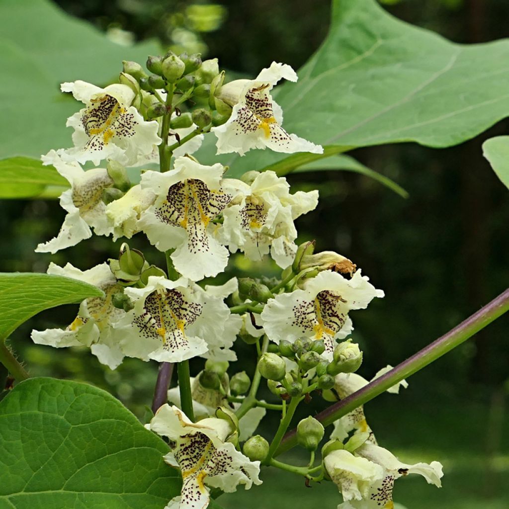 Catalpa ovata Slender Silhouette - Catalpa de Chine