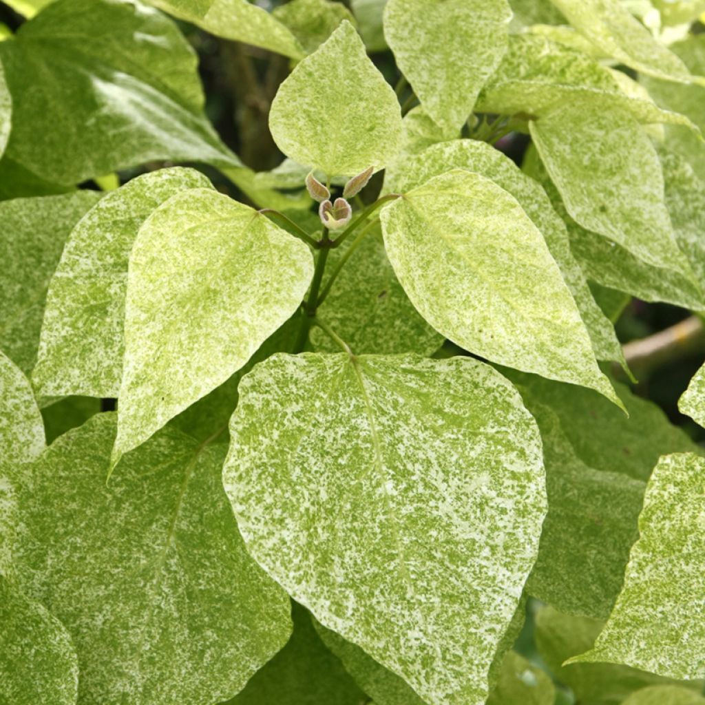 Catalpa speciosa Pulverulenta - Catalpa élégant
