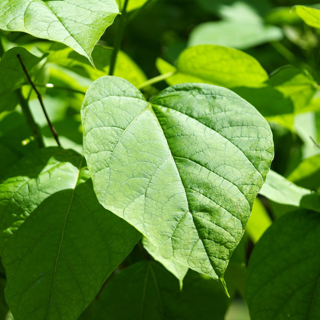Graines de Catalpa commun - Catalpa bignonioides