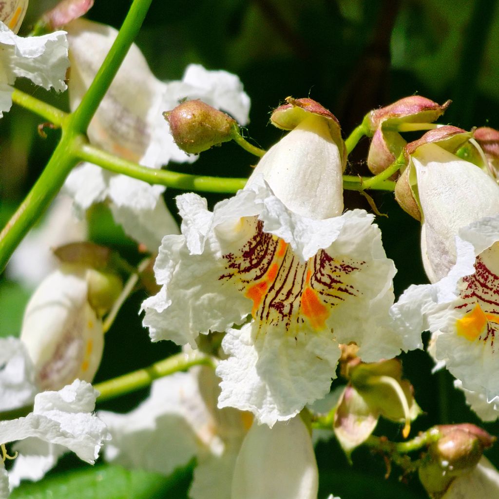 Graines de Catalpa commun - Catalpa bignonioides