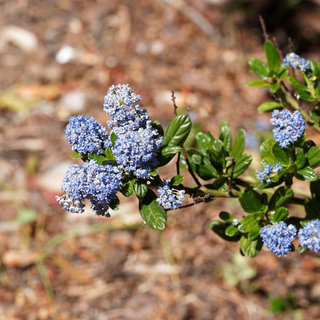 Céanothe Blue Sapphire