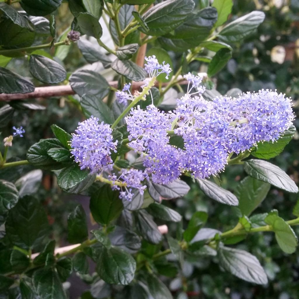 Céanothe griseus Yankee Point - Lilas de Californie 