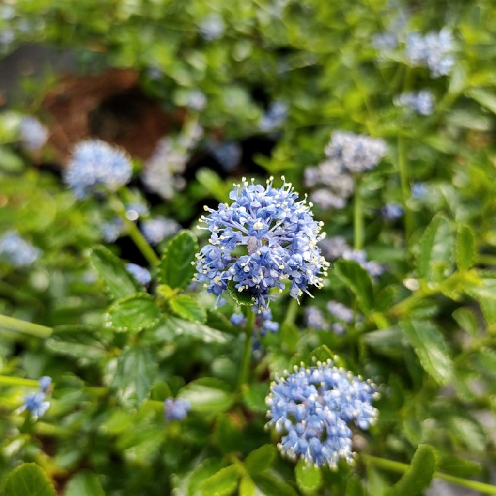 Céanothe (x) Blue Mound