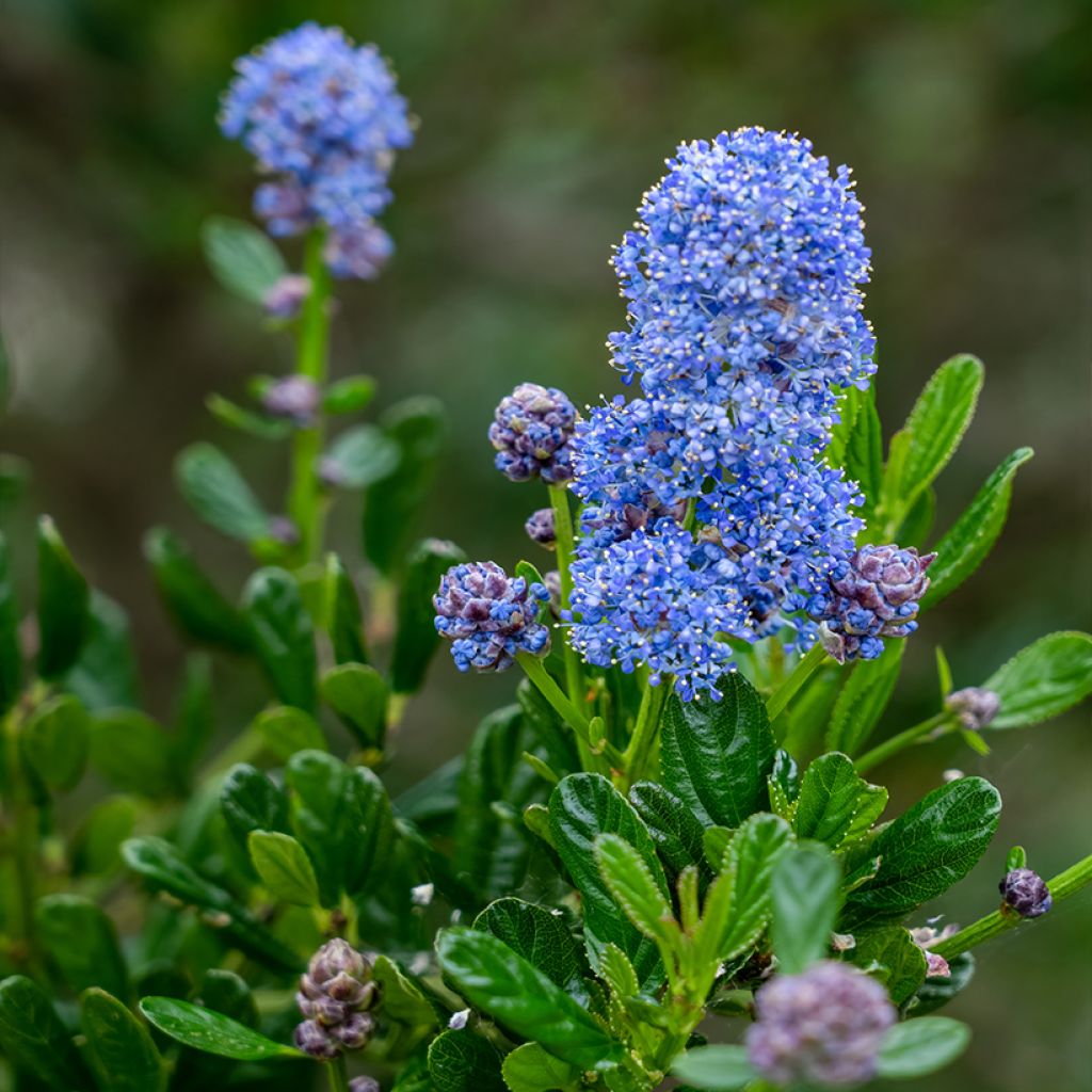 Ceanothus arboreus Concha - Lilas de Californie
