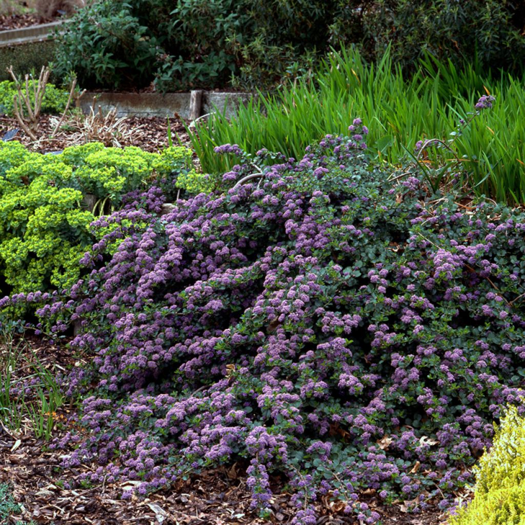 Ceanothus thyrsiflorus repens - Lilas de Californie