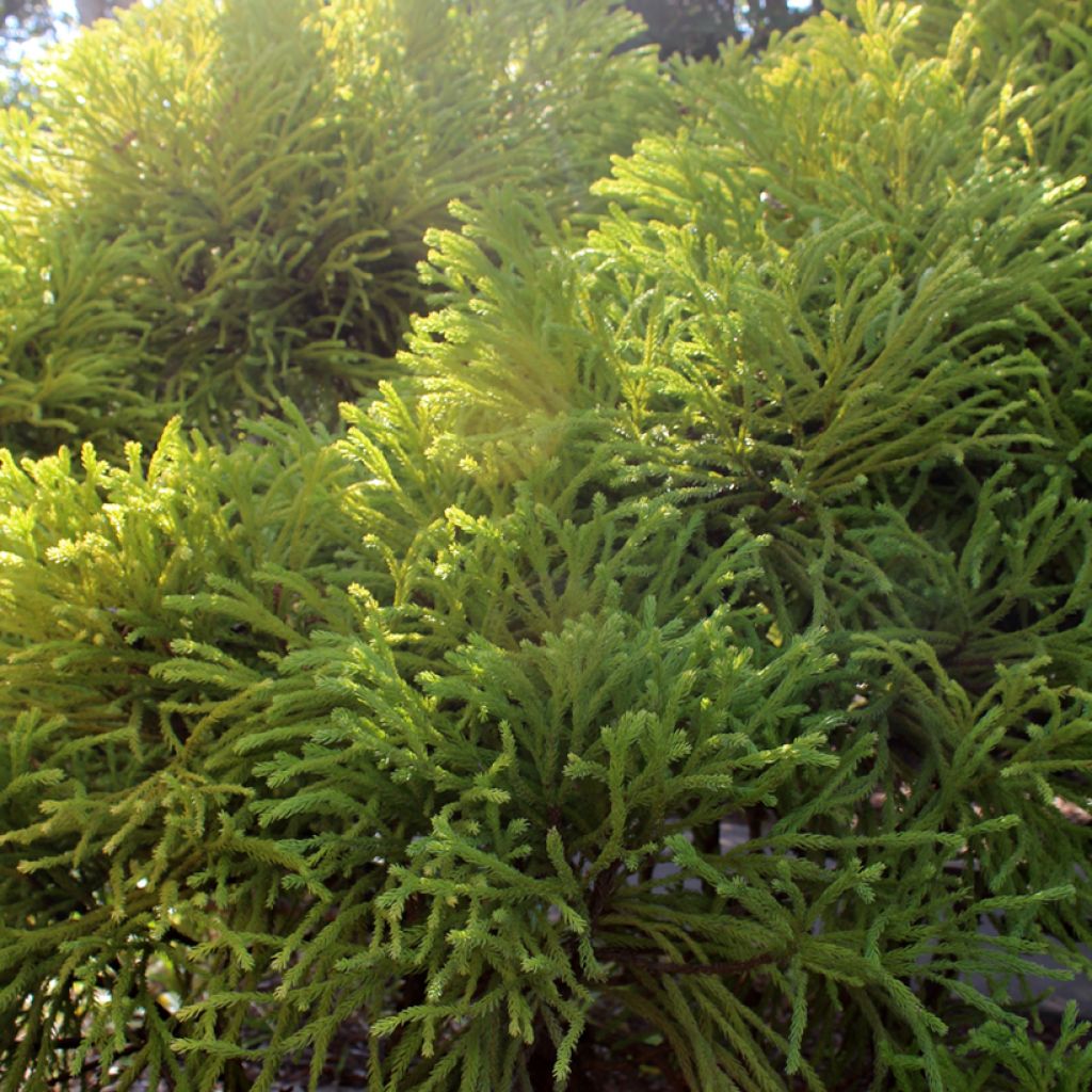 Cryptomeria japonica Globosa Nana - Cèdre du Japon 