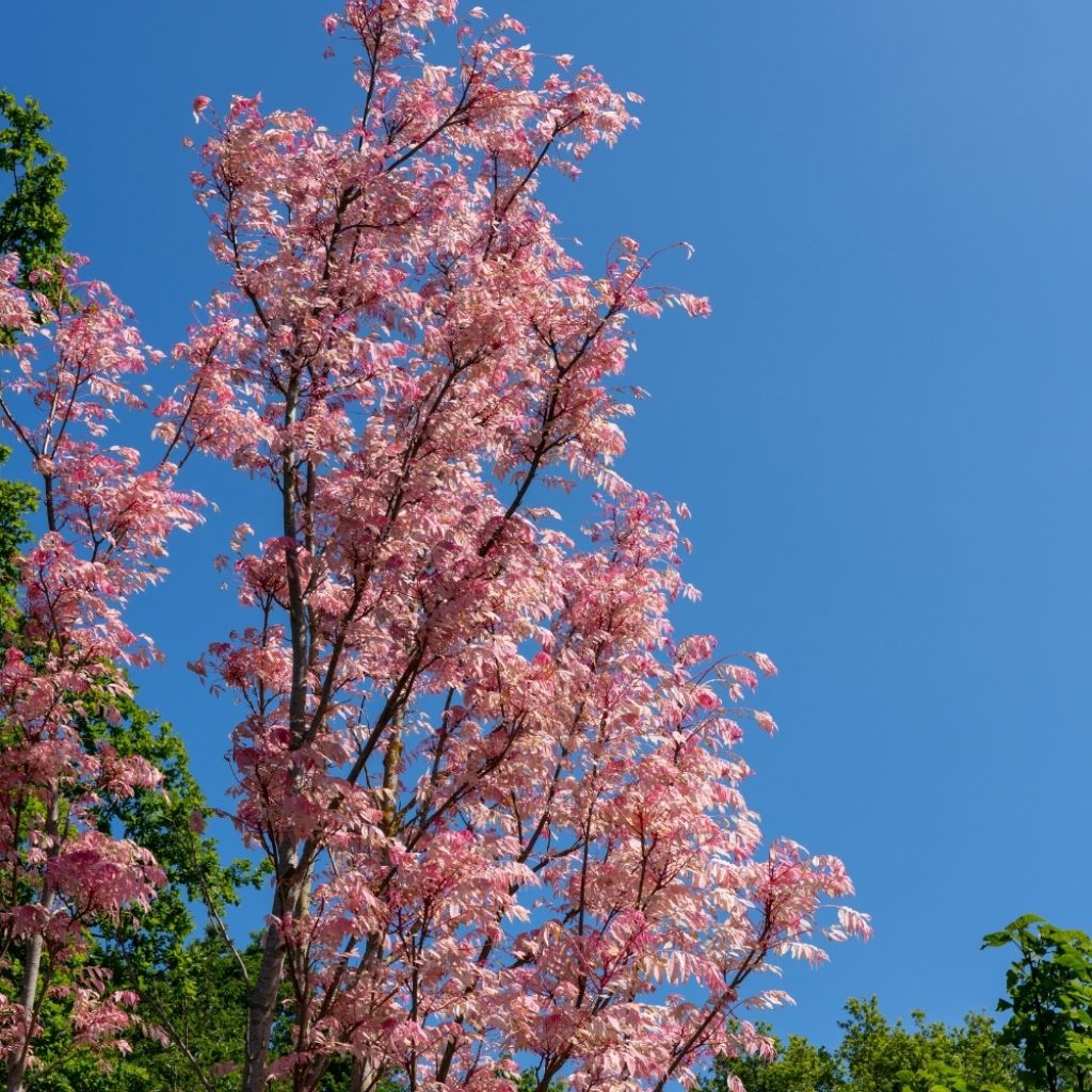 Toona sinensis Flamingo - Acajou de Chine