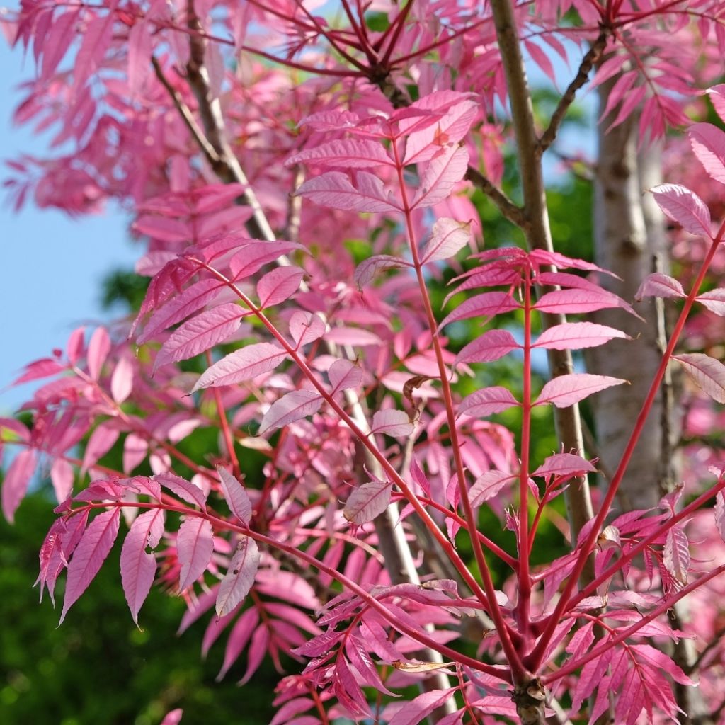 Toona sinensis Flamingo - Acajou de Chine
