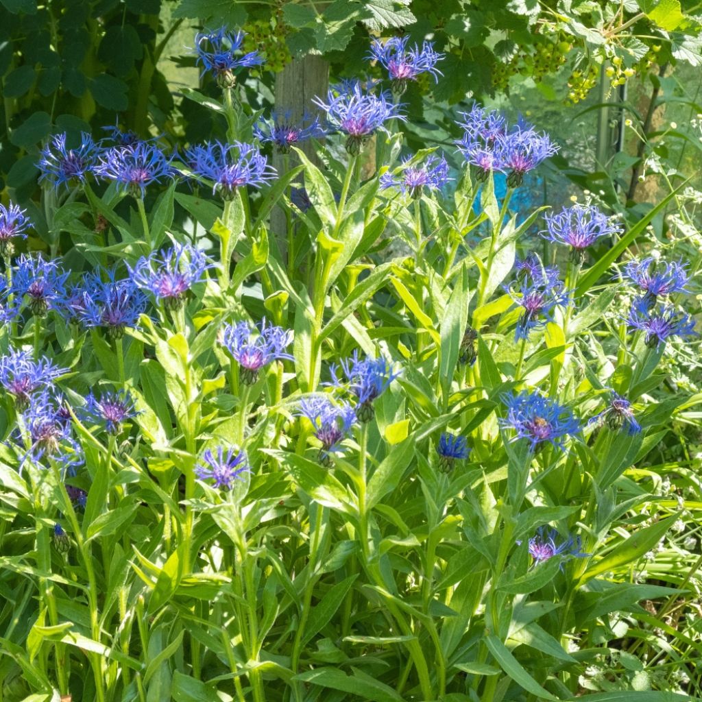 Bleuet des montagnes - Centaurea montana Violetta