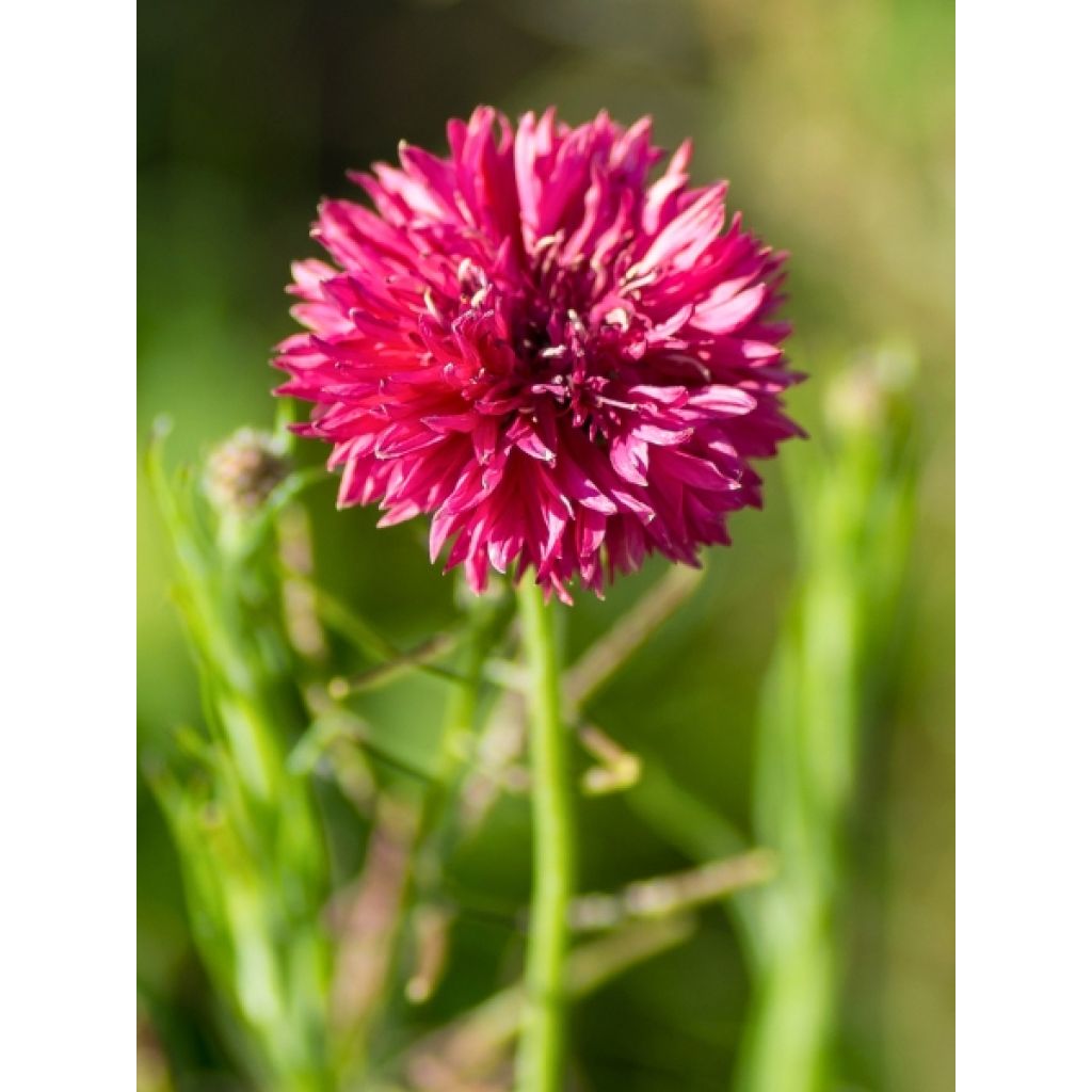 Graines de Centaurée bleuet Red Boy - Centaurea cyanus