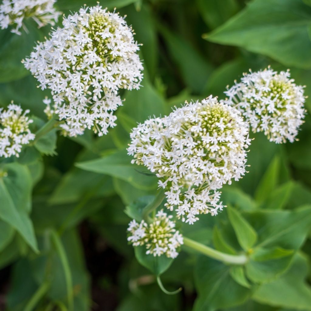 Valériane blanche, Centranthus ruber albus
