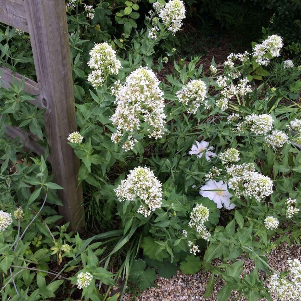 Valériane blanche, Centranthus ruber albus