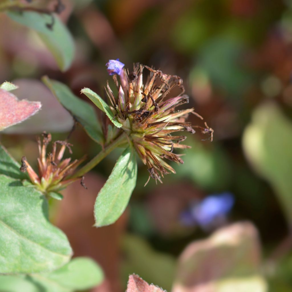 Ceratostigma plumbaginoides - Dentelaire