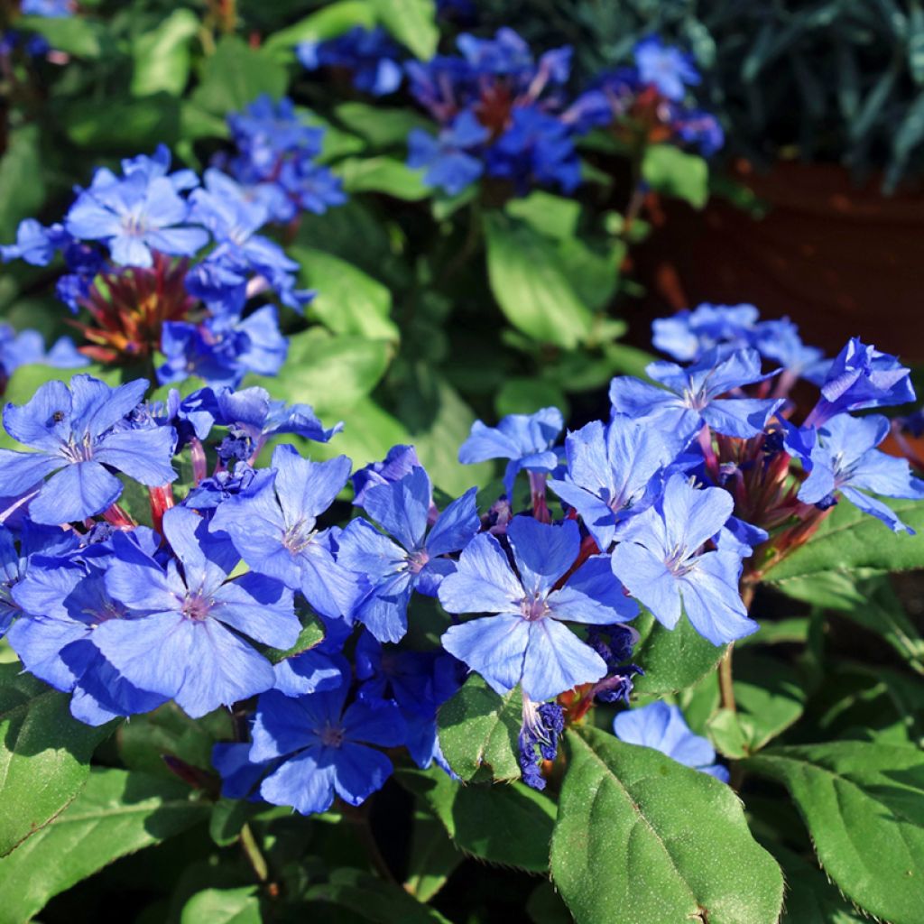 Ceratostigma willmottianum - Dentelaire