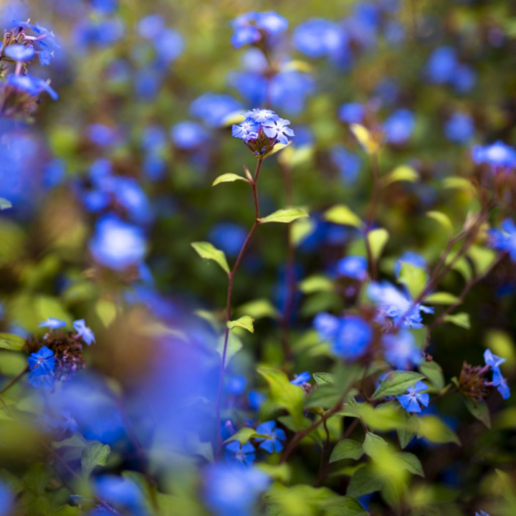 Ceratostigma willmottianum - Dentelaire