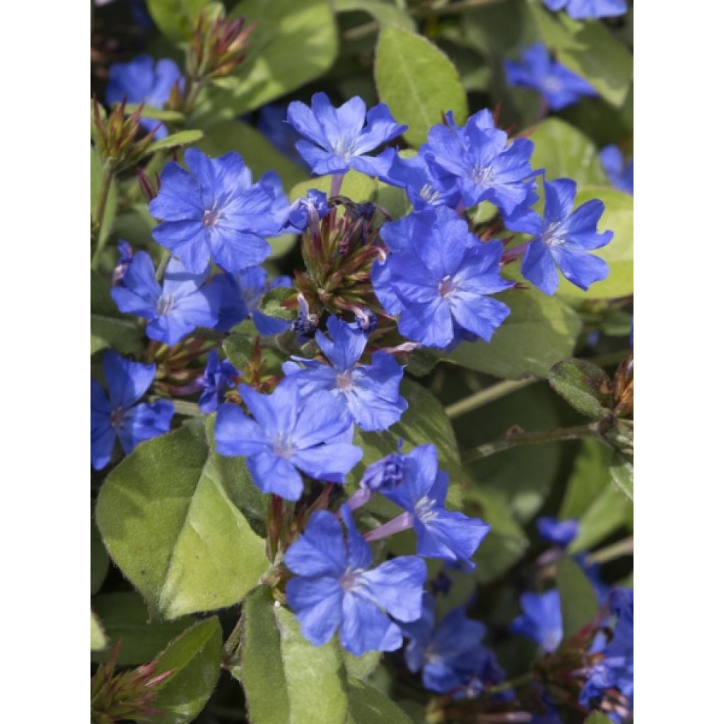 Ceratostigma plumbaginoides - Dentelaire